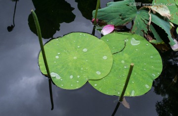 荷叶 荷花花瓣