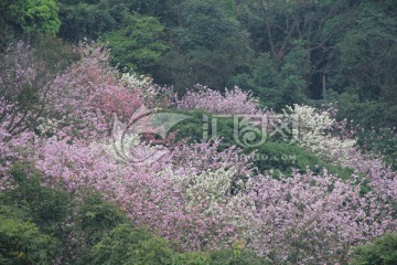 山花烂漫