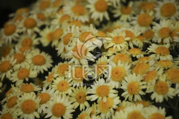 菊花 雏菊