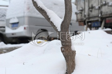 树干雪景