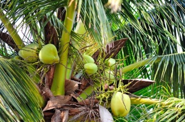 树上的椰子特写