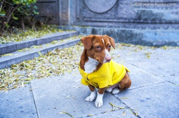 穿着黄马甲的腊肠犬