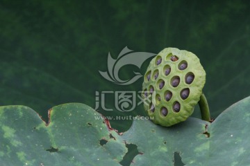 莲蓬