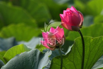 红荷花