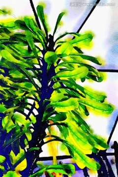 花卉植物水彩写生