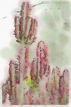 沙漠植物 水彩插画