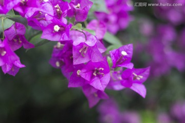 花卉 紫色花