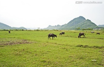 美丽辽阔的草地