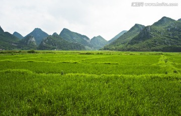 富硒生态水稻