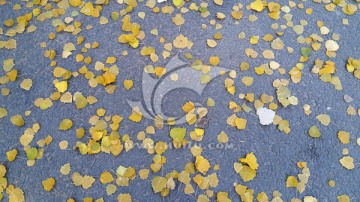 马路上的黄色落叶