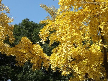 金黄色的银杏树