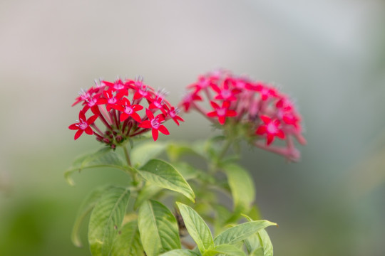 花卉龙船花