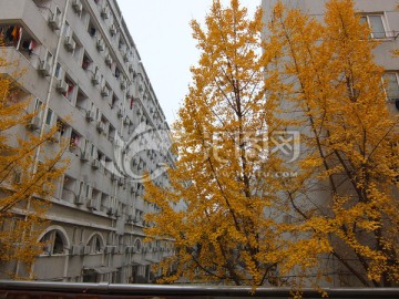宿舍楼旁的银杏树