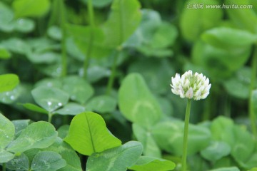 绿丛中的花