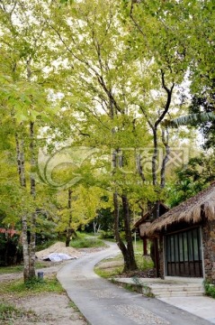 海南五指山山上的枫树林