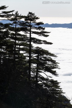 黄山松 逆光剪影 云海苍茫