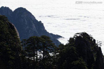 黄山松 逆光剪影 云海苍茫