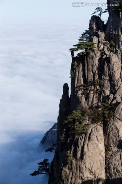 悬崖峭壁上的黄山松 竖片