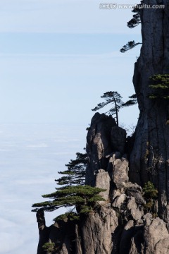 悬崖峭壁上的黄山松 竖片