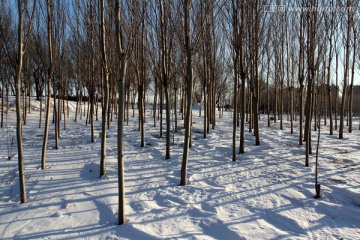 冬天 雪 树木