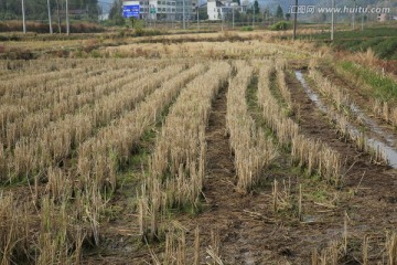 田野