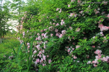 月季花花海