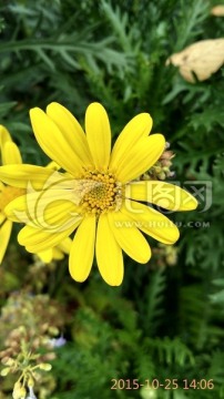 花