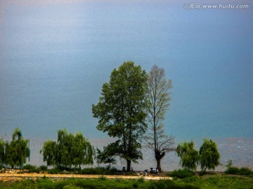 泸沽湖 情人树