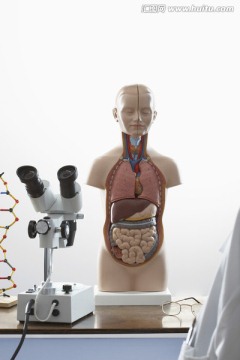 人体解剖模型与显微镜