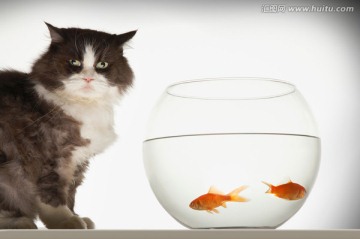 小猫看鱼