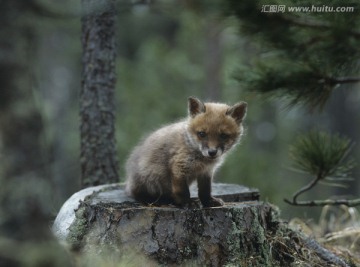 坐在树上的狐狸幼崽
