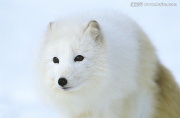 北极狐狸在雪地特写