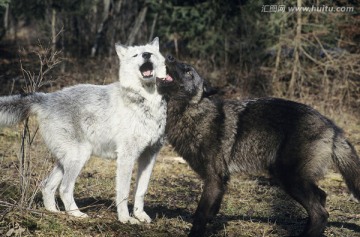 两只狼在森林附近玩耍