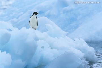 企鹅在冰山上