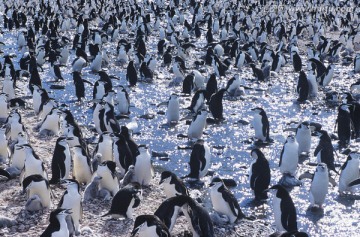 大型企鹅聚集在冰上
