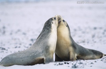 两只毛皮海豹在海滩上