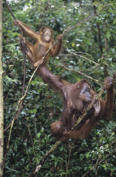两个猩猩挂在树上