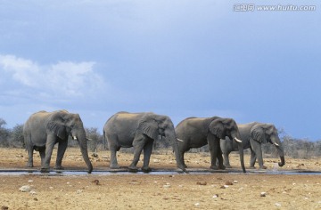 四头非洲象