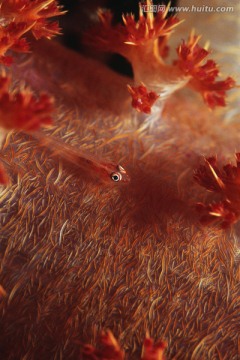 珊瑚虾虎鱼
