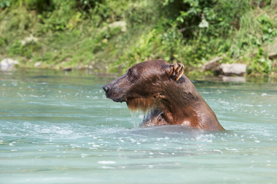 棕熊洗澡