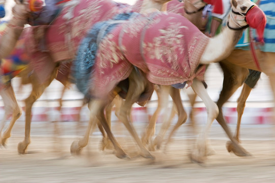 阿联酋迪拜的模糊的骆驼