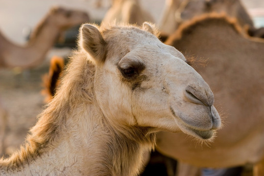 阿联酋迪拜的一个骆驼特写