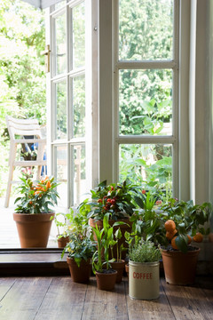 室内盆栽植物