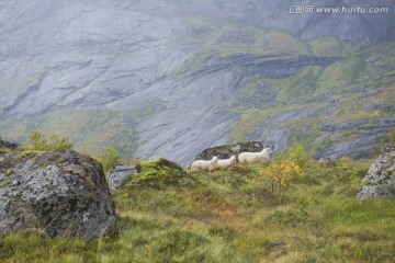 罗弗敦群岛挪威山羊