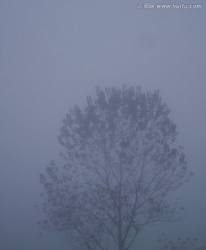 雾树