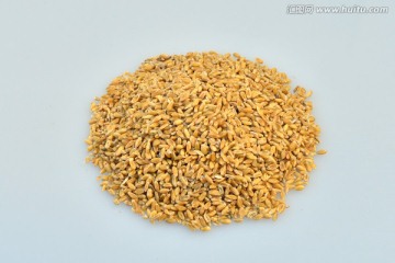浮小麦
