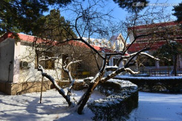 雪裹树枝