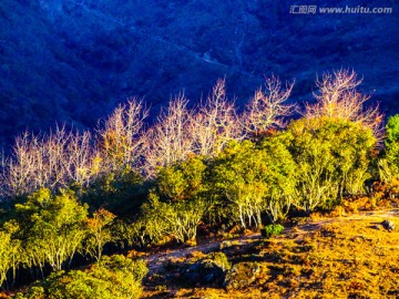 高山植被