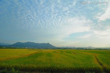 中国南方初秋 浙江的一片稻田