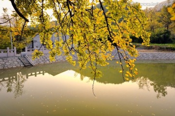 人工湖旁的银杏树枝